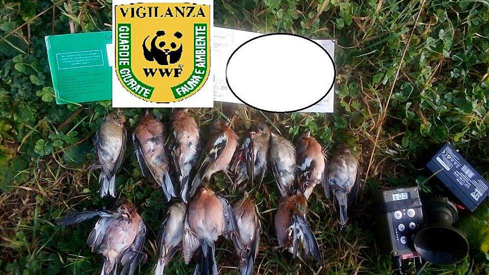 Usa i “richiami” per sparare ai fringuelli La denuncia del Wwf