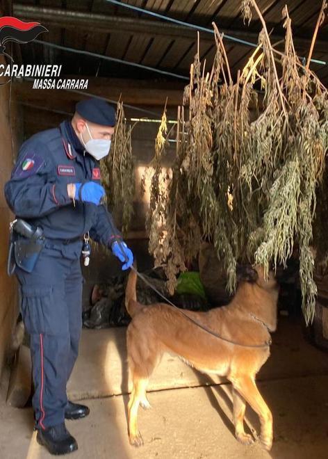 In casa ha droga, un arsenale e animali rari e protetti: arrestato 