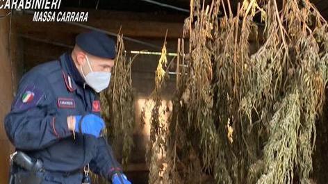 In casa ha droga, un arsenale e animali rari e protetti: arrestato