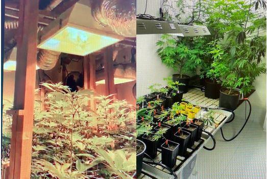 Ferrara, arrestato per spaccio coltivatore di marijuana