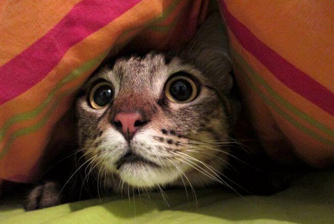 Litiga con la compagna e se la prende coi gatti di lei