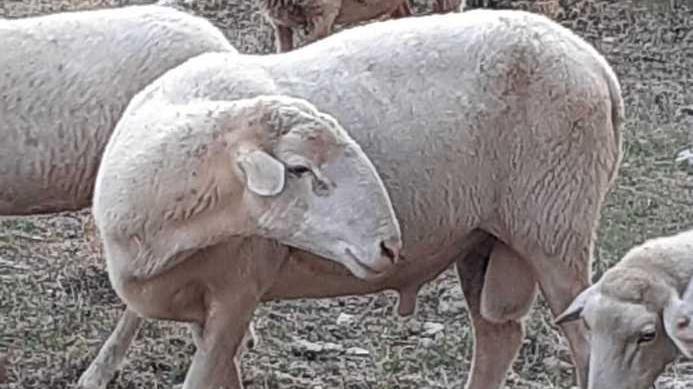 Quattro montoni spolpati e il predatore non lascia resti: risarcimento a rischio