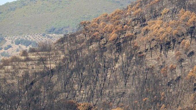 La rinascita del Monte Pisano in arrivo 1.350 nuovi alberi