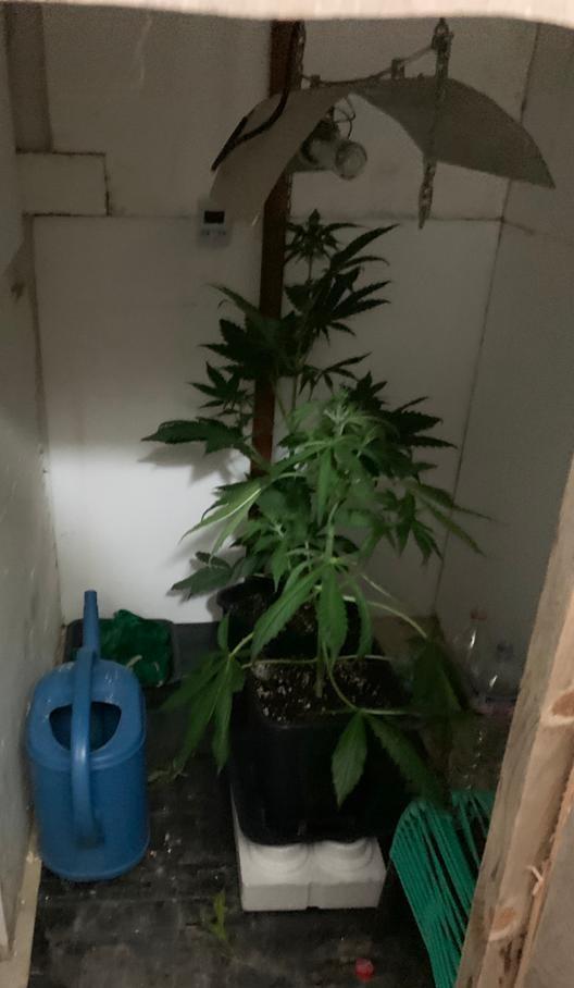 Ferrara. Serra di marijuana nel sottoscala: operatrice sociosanitaria e operaio nei guai