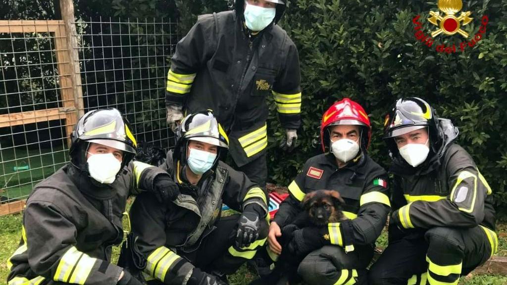 La cagnolina salvata con i vigili del fuoco