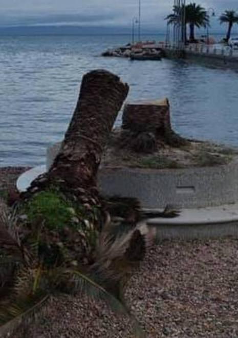 Punteruolo, in due anni abbattute 34 palme