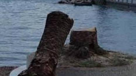 Punteruolo, in due anni abbattute 34 palme
