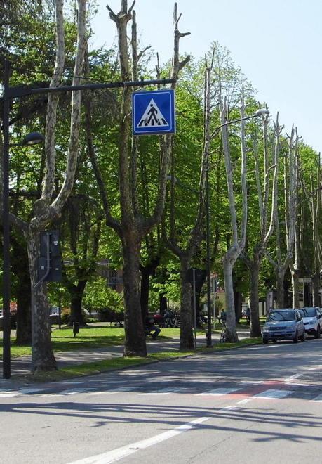 Una cura per il verde da 150mila euro E non è ancora finita 