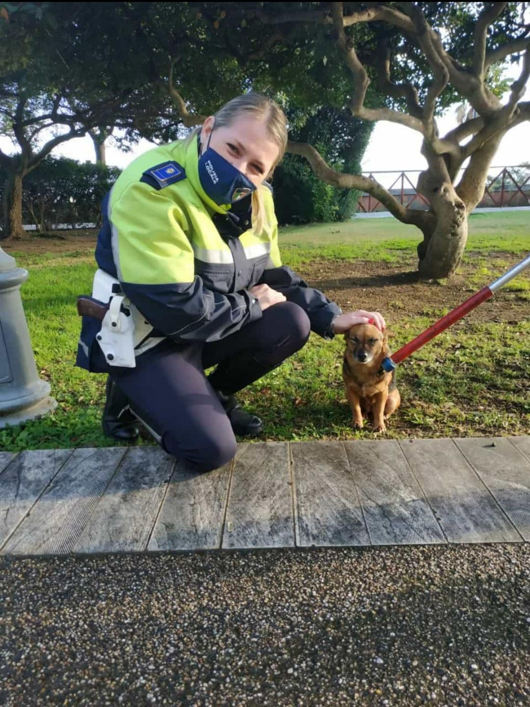 Cagliari, cagnolino terrorizzato dai botti vaga per la città per tutta la notte: salvato dalla Municipale