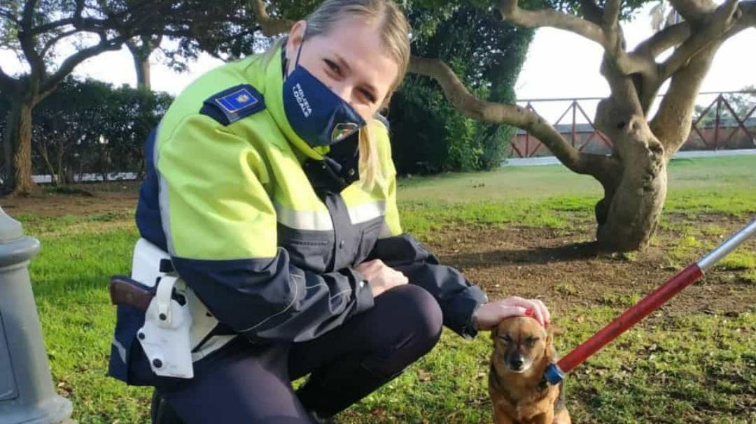 Cagliari, cagnolino terrorizzato dai botti vaga per la città per tutta la notte: salvato dalla Municipale
