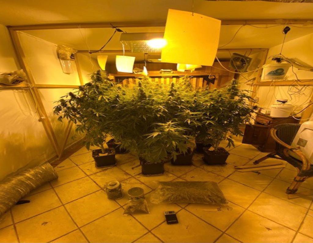 Olbia, in casa una serra per coltivare marijuana: 20enne ai domiciliari