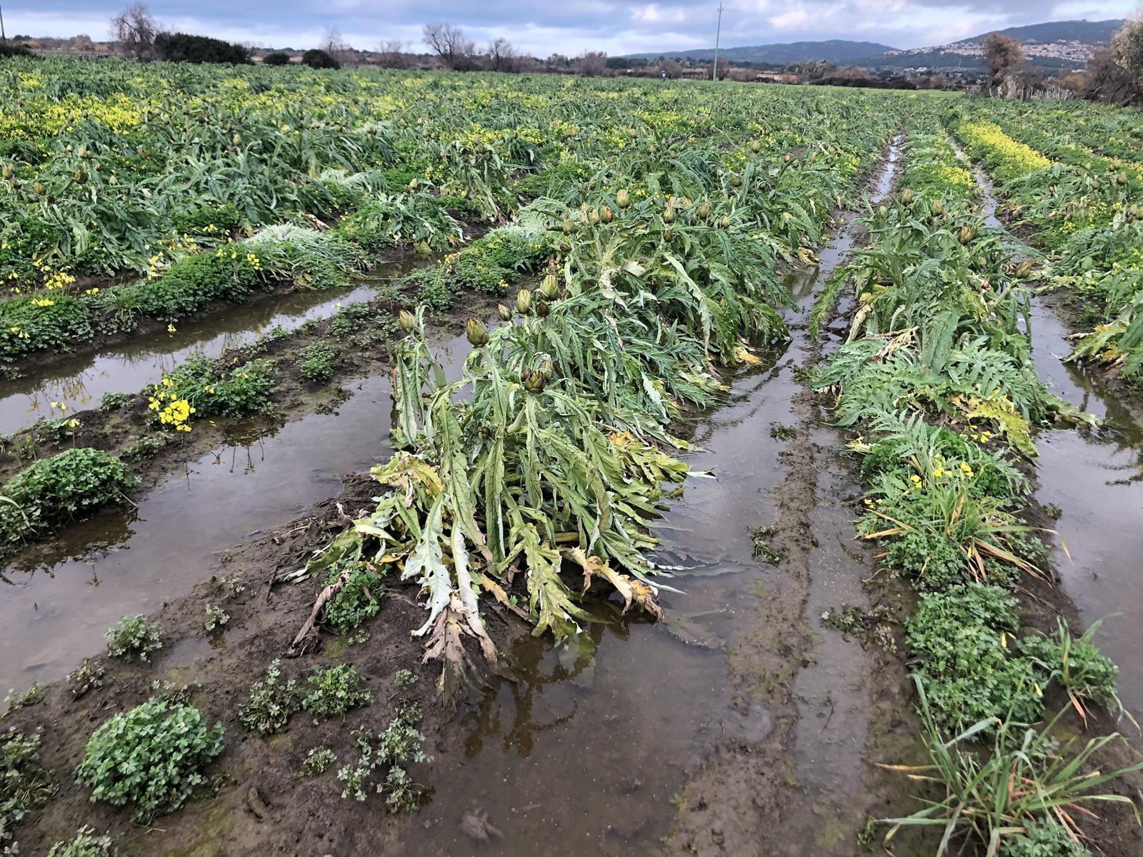 Maltempo, allagati 800 ettari di carciofaie: danni per milioni