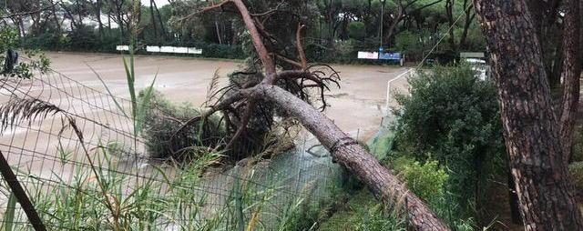 Un albero secolare si schianta sul campo nella pineta di Castiglioncello 