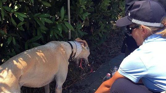 Canile, la rabbia di Animal Project «Dai sindaci non si muove foglia»
