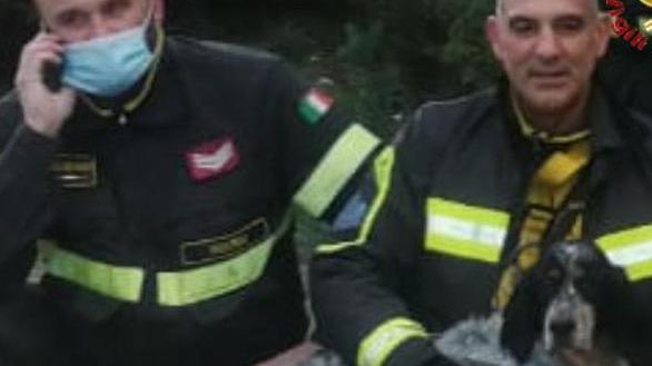 Setter salvato dai vigili del fuoco
