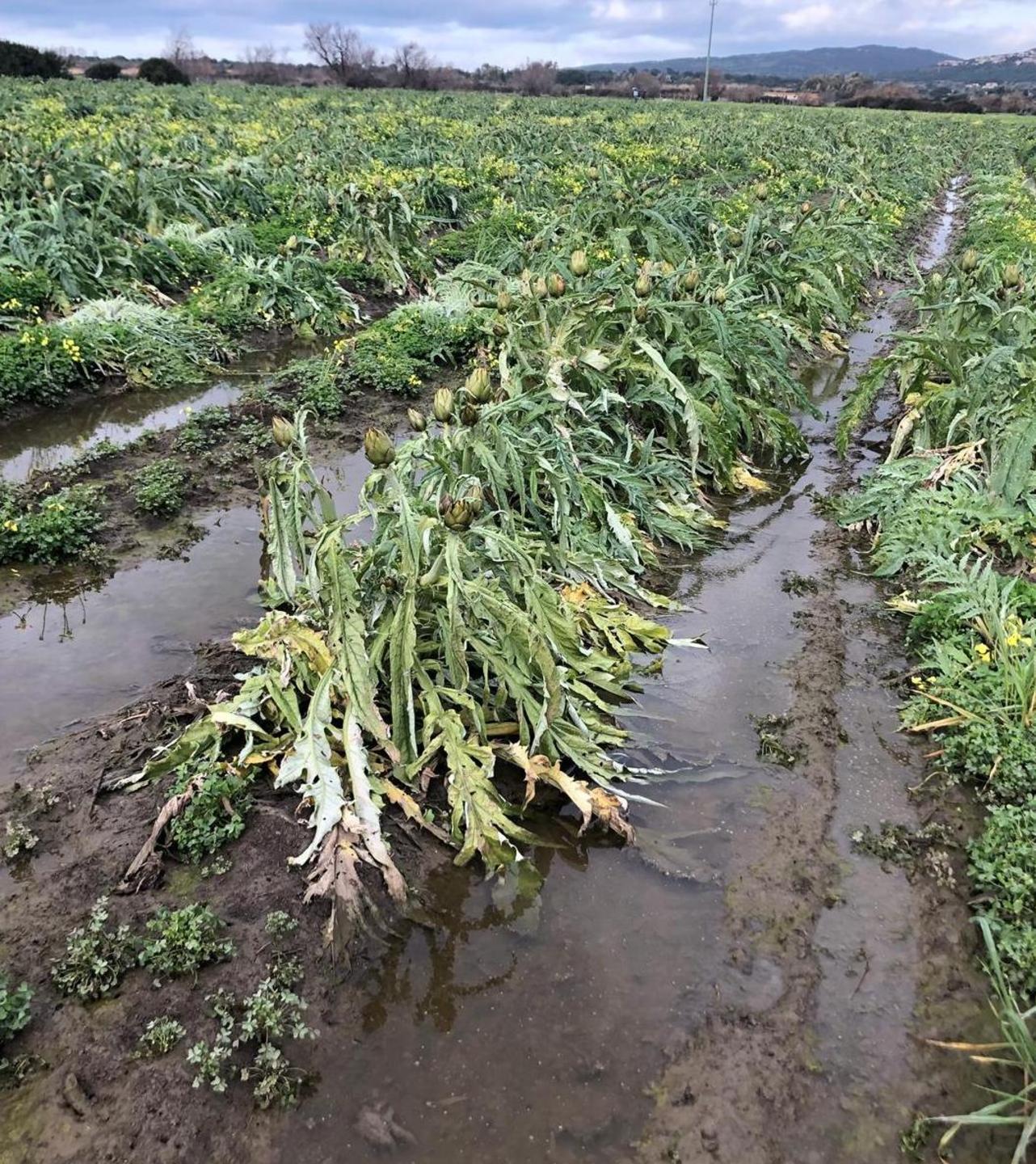 L’intera annata dei carciofi sta rischiando di annegare 