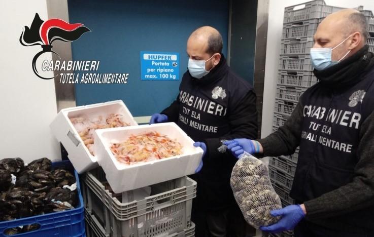 Sequestrate 1,2 tonnellate di molluschi nel Ferrarese e nel Cesenate