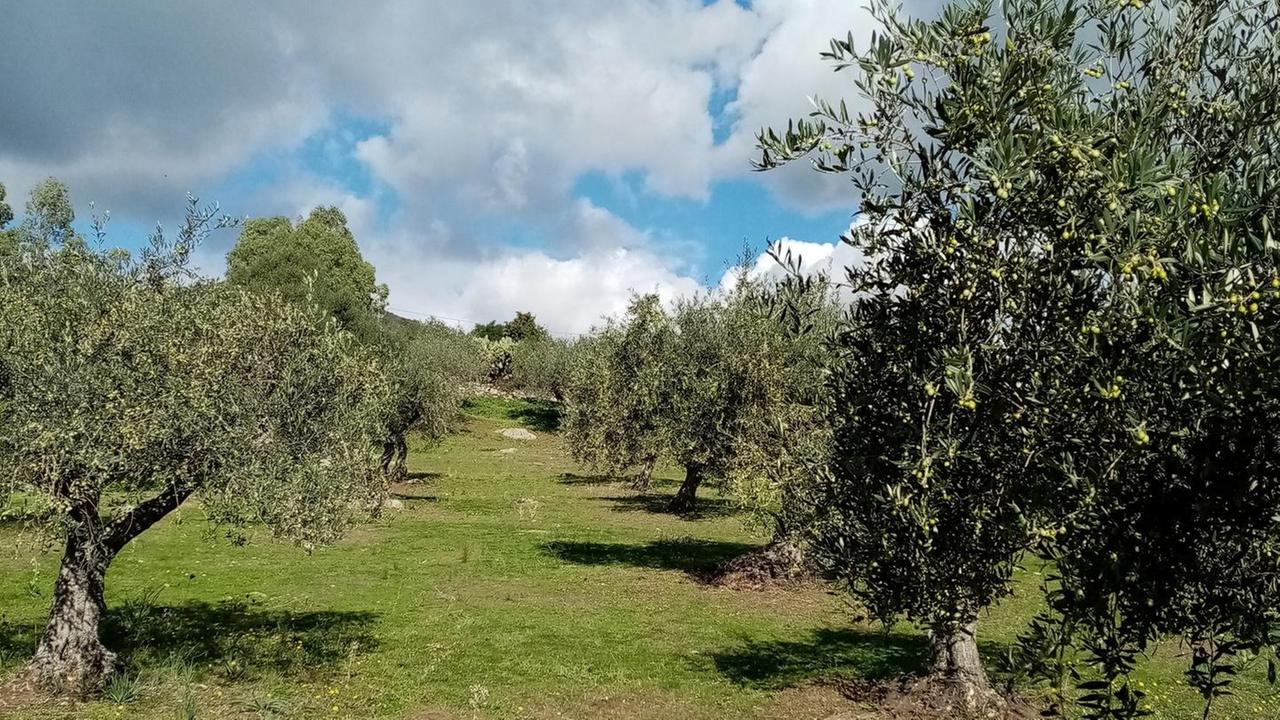 Lei, valorizzazione degli oliveti storici 
