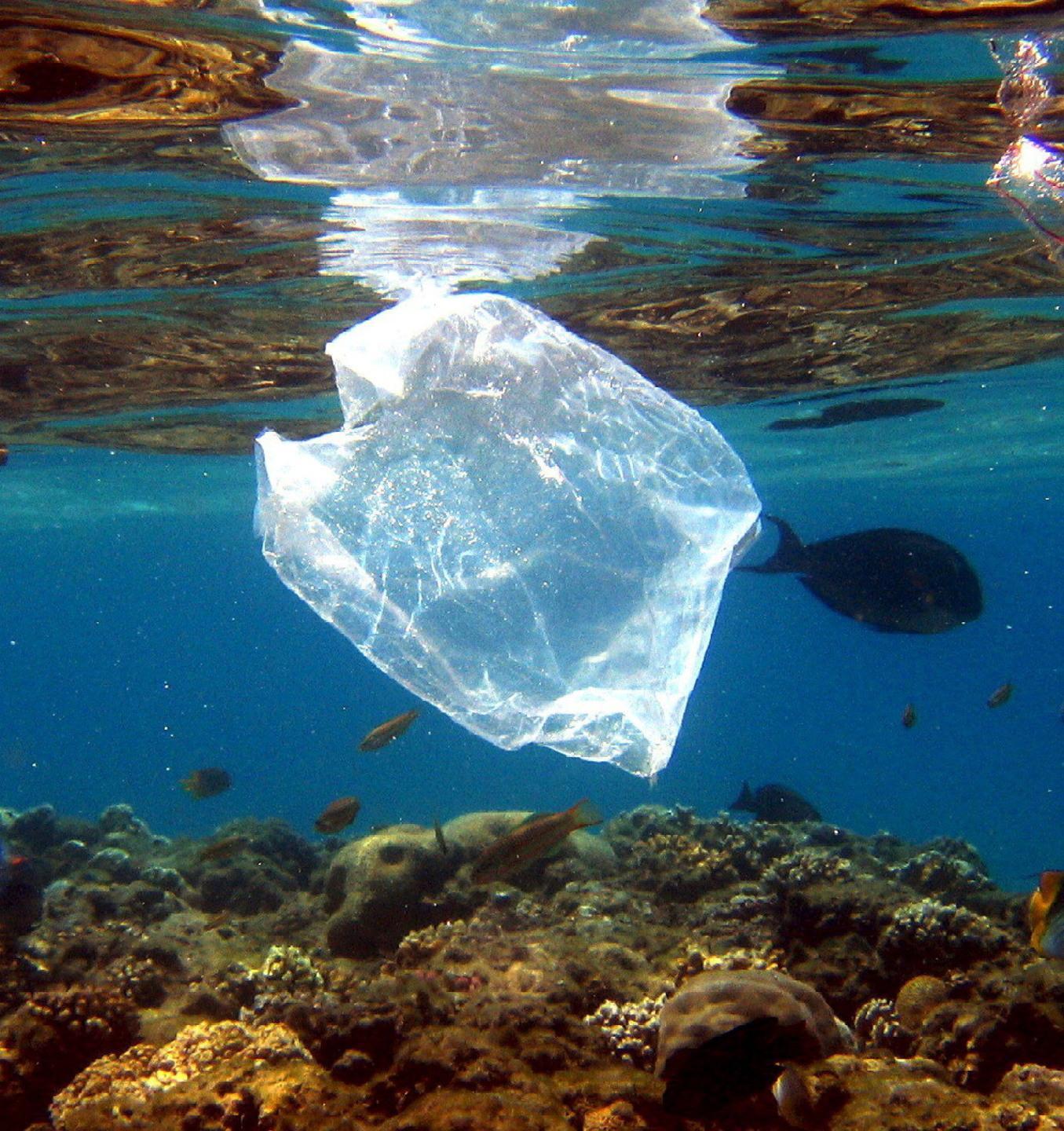 Riprendono oggi i seminari web dedicati alla tutela del mare