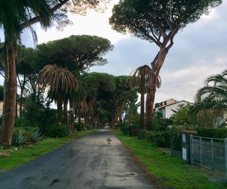 Nuove palme sul viale di Marina di Castagneto: «Recuperare l’identità di un’area storica» 
