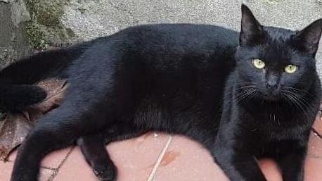 «Hanno quasi ucciso la mia gatta a calci»