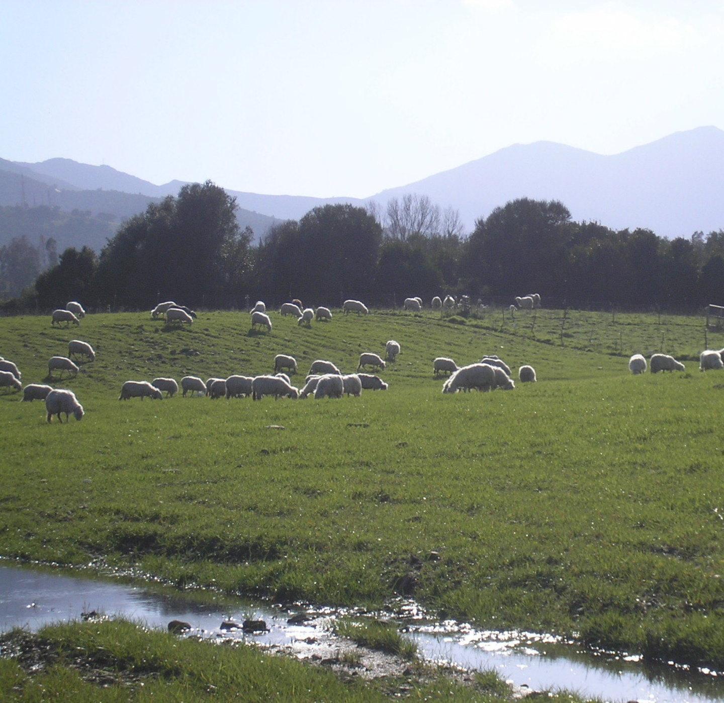 Pascoli comunali, domande in corso 