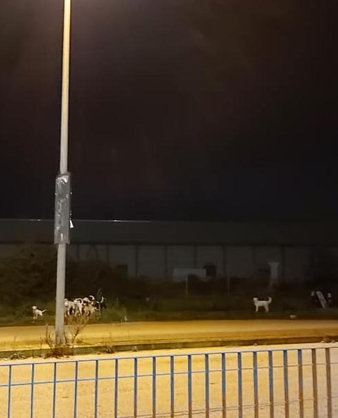 Un branco di 15 randagi: paura a Predda Niedda 