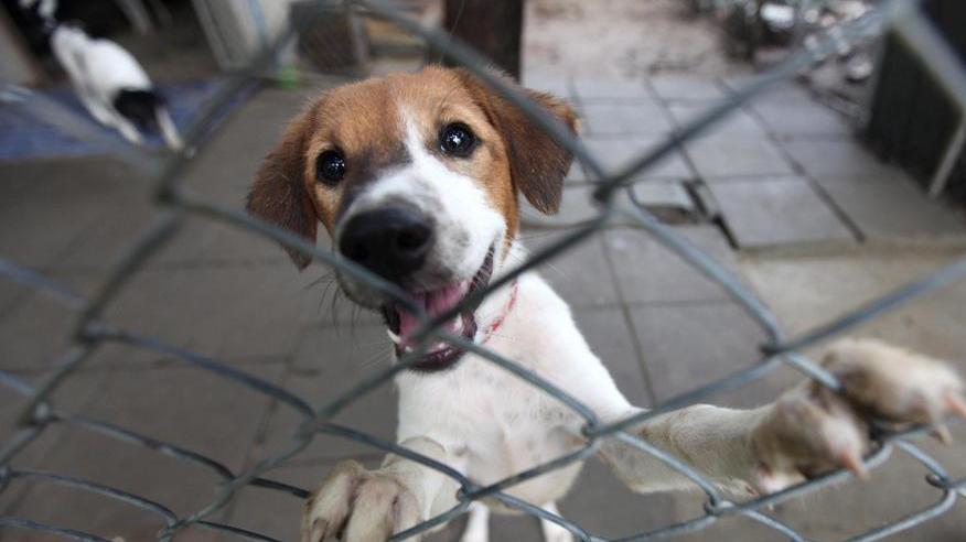 Un cane dietro una rete di recinzione (foto di archivio)