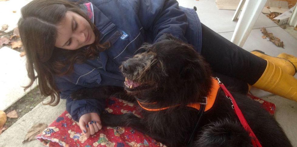 Modena Anche gli animali pagano per il Covid Cani portati indietro per troppe spese 