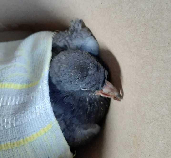 Piccione di un mese ferito per la strada: salvato dall’Anpana