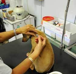 Anagrafe canina: le date di gennaio 