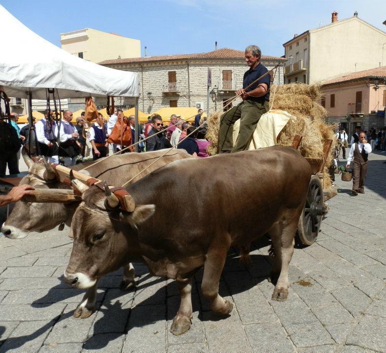 Primavera in Gallura dieci anni sulla via degli antichi stazzi 