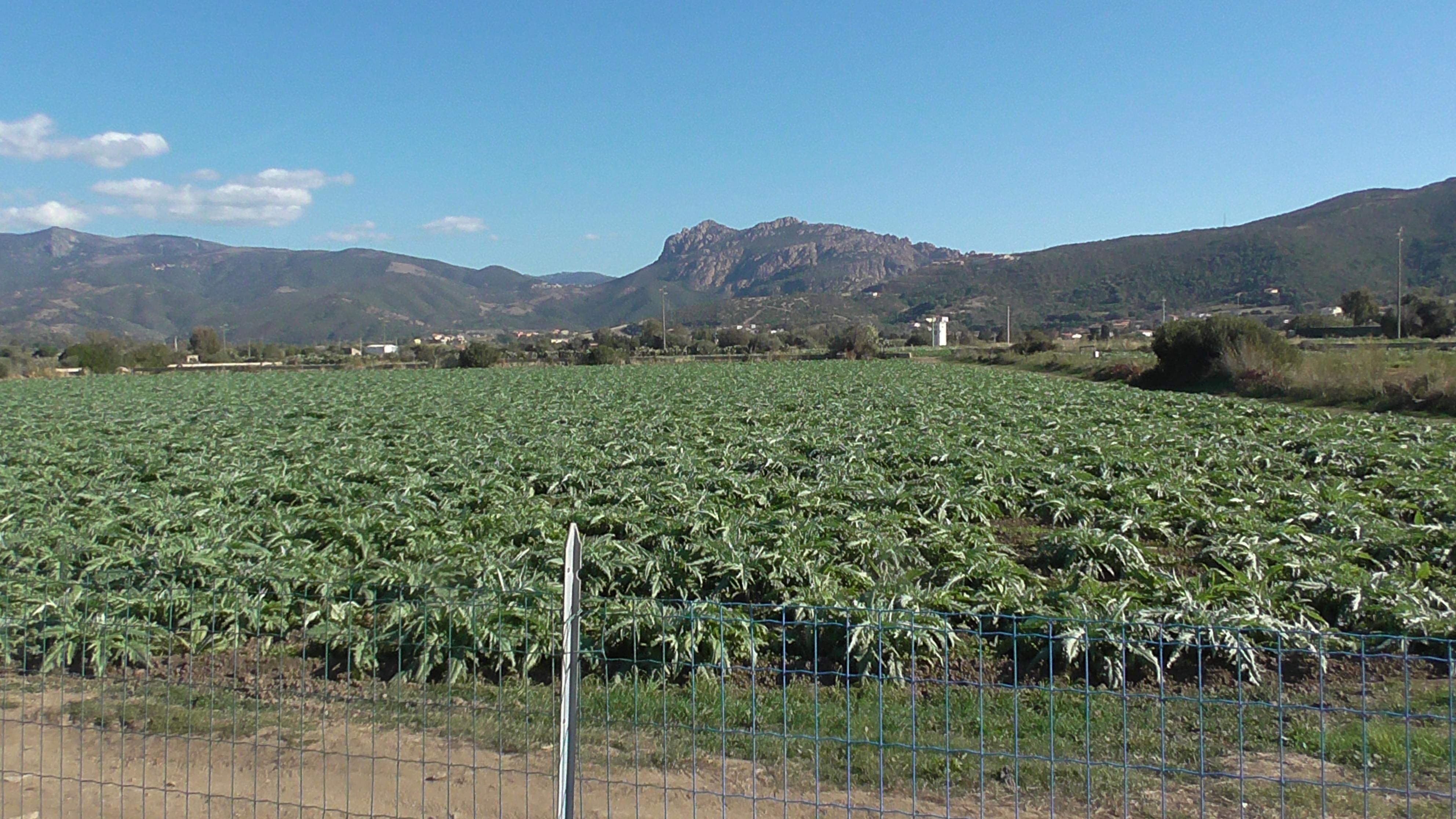 La Sardegna invasa dalle gazze, allarme di Coldiretti