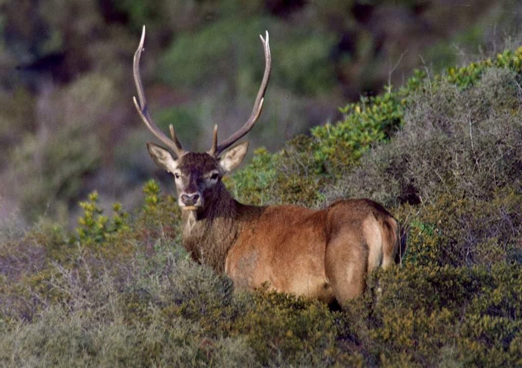 Sardegna viva, sentieri e itinerari: Parco Sette Fratelli