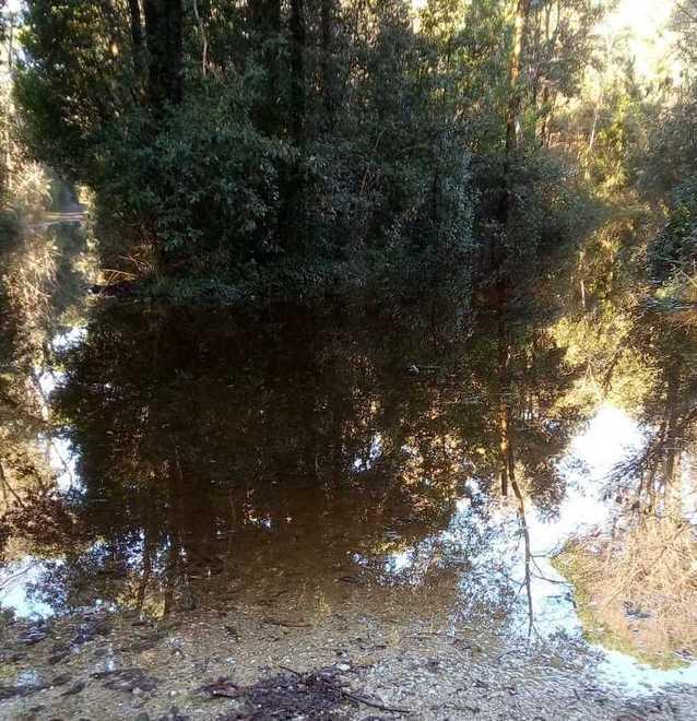 Impossibile passeggiare sul bosco della Versiliana