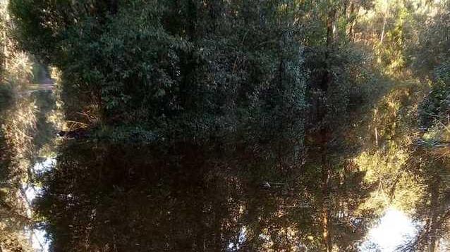 Impossibile passeggiare sul bosco della Versiliana