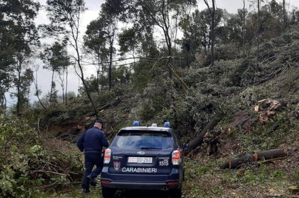 Scappa da tre cani salendo sull’albero 