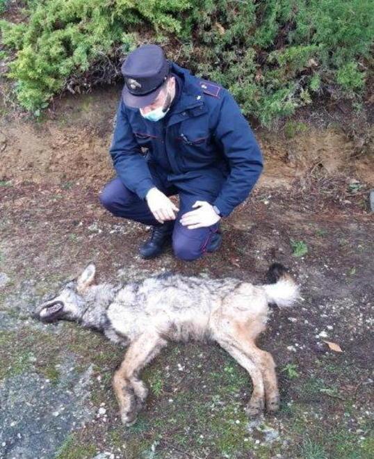 Pescia, trovato morto un lupo molto giovane 