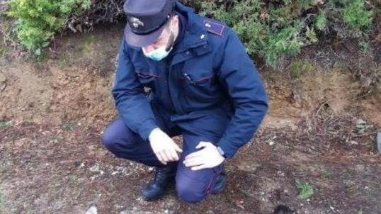 Pescia, trovato morto un lupo molto giovane