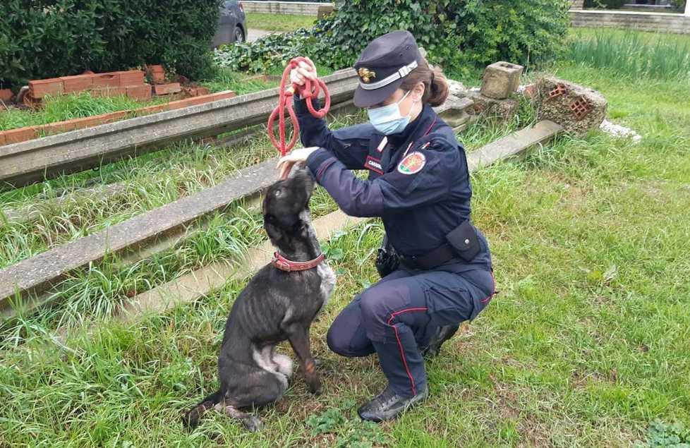 Trovato cane denutrito in via Ponte a Elsa, denunciato il proprietario 