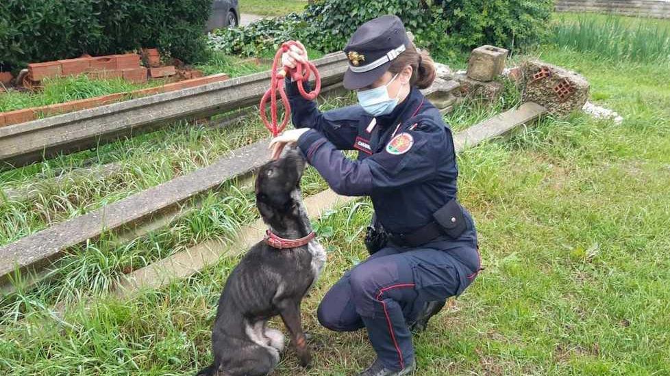 Trovato cane denutrito in via Ponte a Elsa, denunciato il proprietario