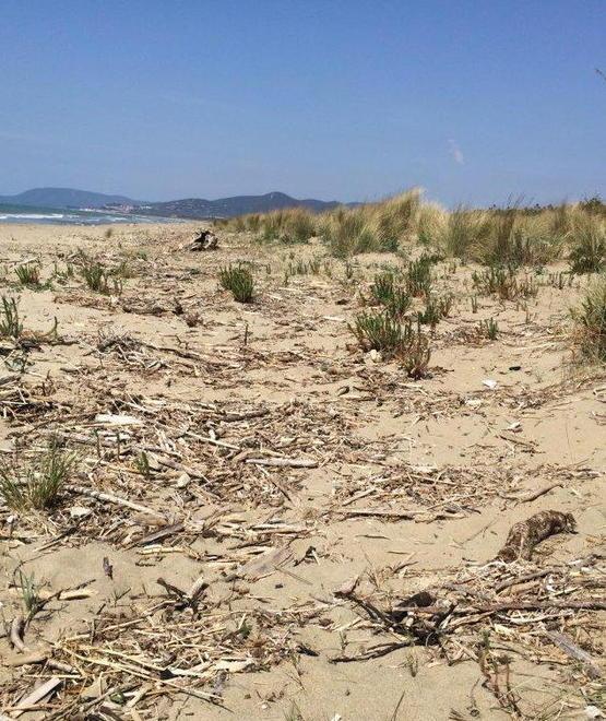 Un proiettile da cannone della guerra trovato tra le dune della spiaggia di Marina 