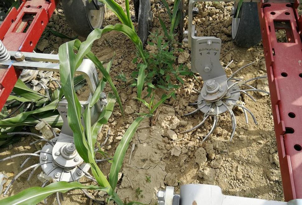 Agricoltura biologica quattro milioni a bando «Occasione unica» 