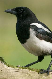 «Invasione di gazze? Coldiretti sbaglia specie»