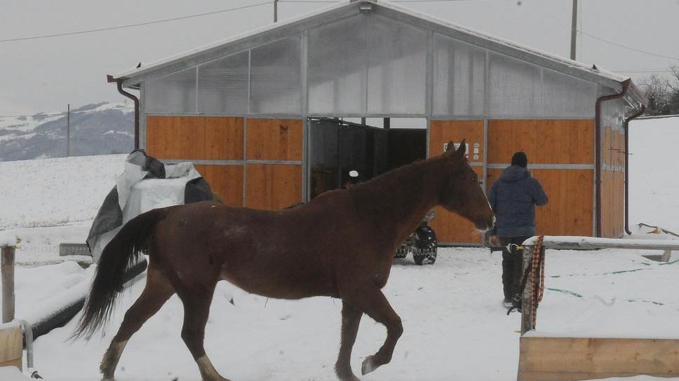 Serramazzoni. Ca’ Zanoli, dove nascono i cavalli per l’equitazione