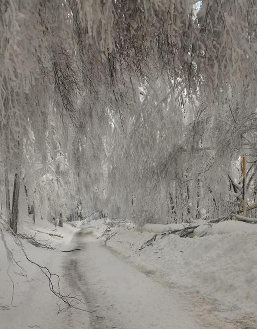 Alberi crollati per la neve: strada chiusa e sette attività della vetta in emergenza 