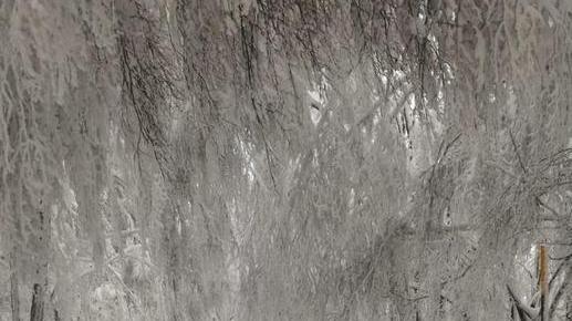 Alberi crollati per la neve: strada chiusa e sette attività della vetta in emergenza