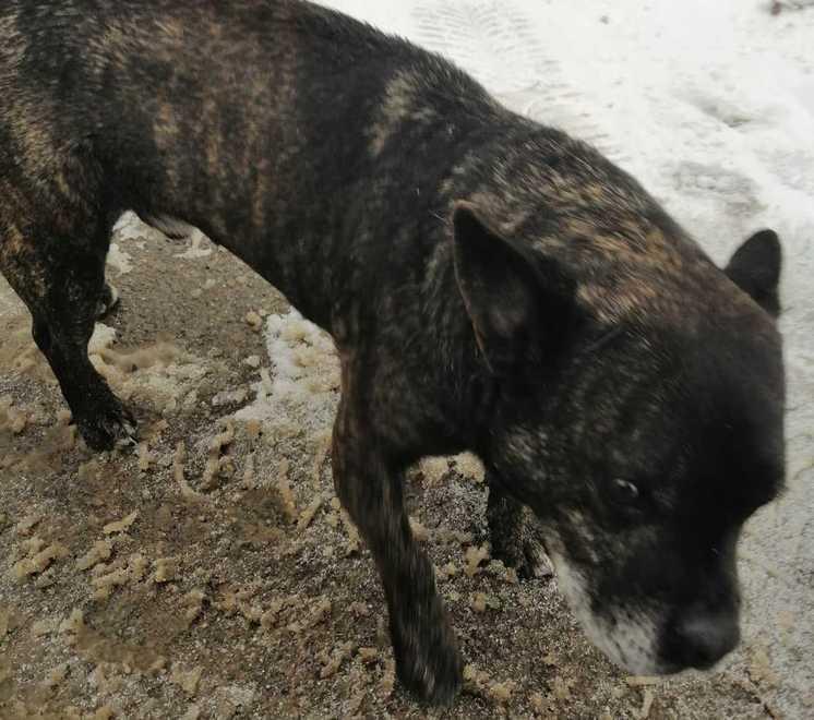 Prignano Un lupo nel borgo dei bambini tenta di uccidere la loro mascotte 