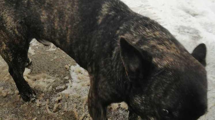Prignano Un lupo nel borgo dei bambini tenta di uccidere la loro mascotte