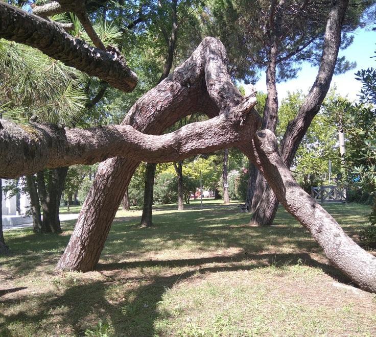 «Sono un pino di parco Puccinelli ecco perché avete bisogno di me»